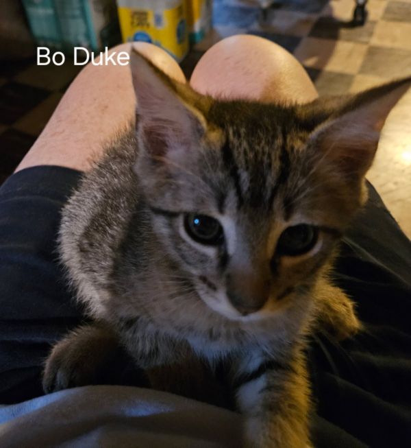 Bo Duke
