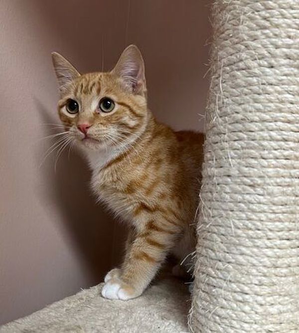 Tristan, an adoptable Domestic Short Hair in Great Falls, MT, 59405 | Photo Image 2