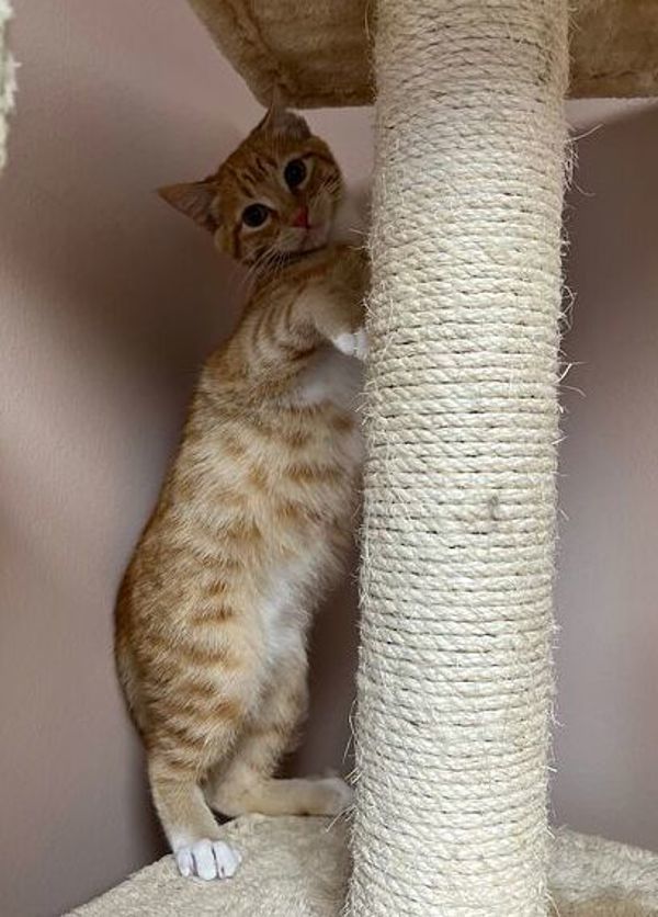 Tristan, an adoptable Domestic Short Hair in Great Falls, MT, 59405 | Photo Image 4