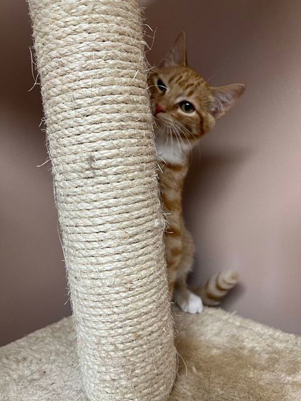 Tristan, an adoptable Domestic Short Hair in Great Falls, MT, 59405 | Photo Image 5