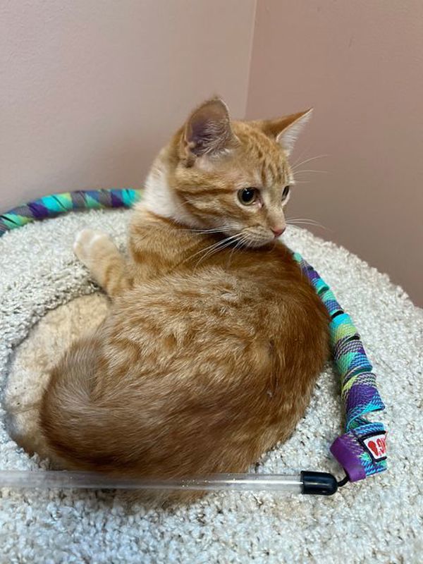 Tristan, an adoptable Domestic Short Hair in Great Falls, MT, 59405 | Photo Image 6