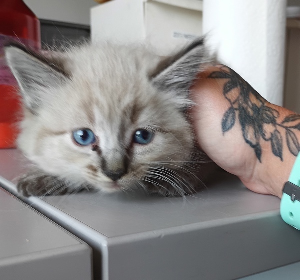 Gizmo