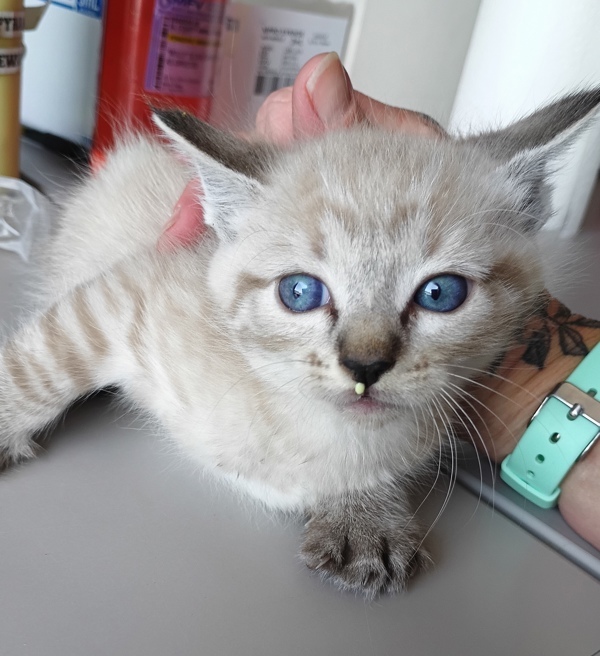 Mochi