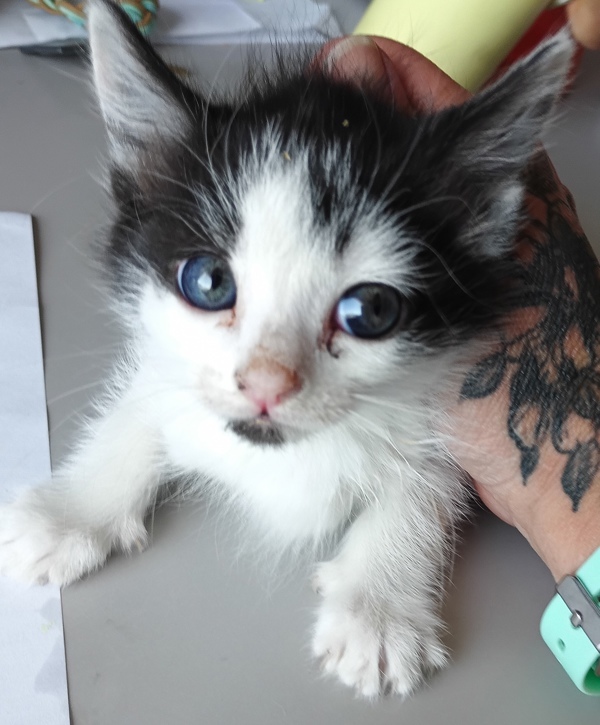 Oreo