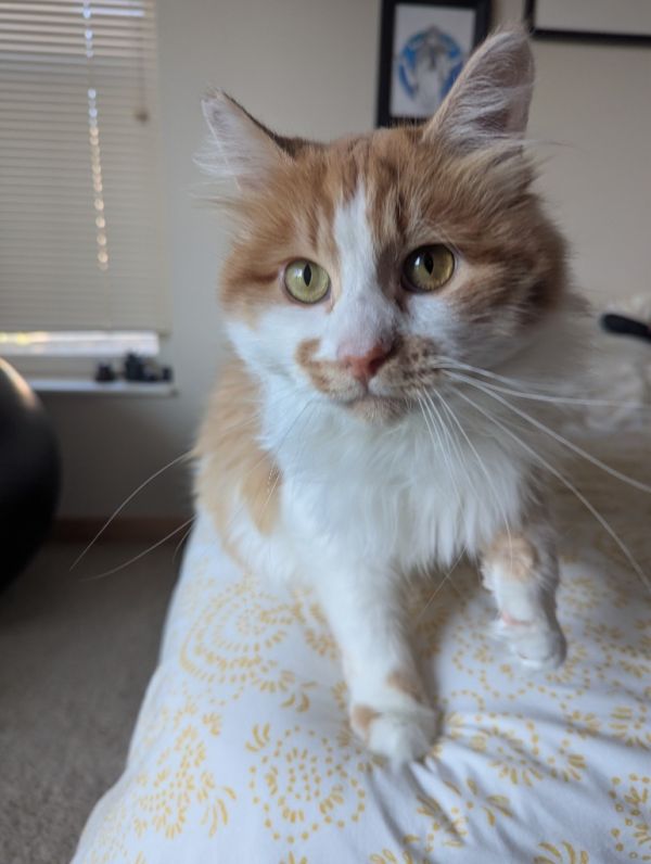 Cecil (FIV+)