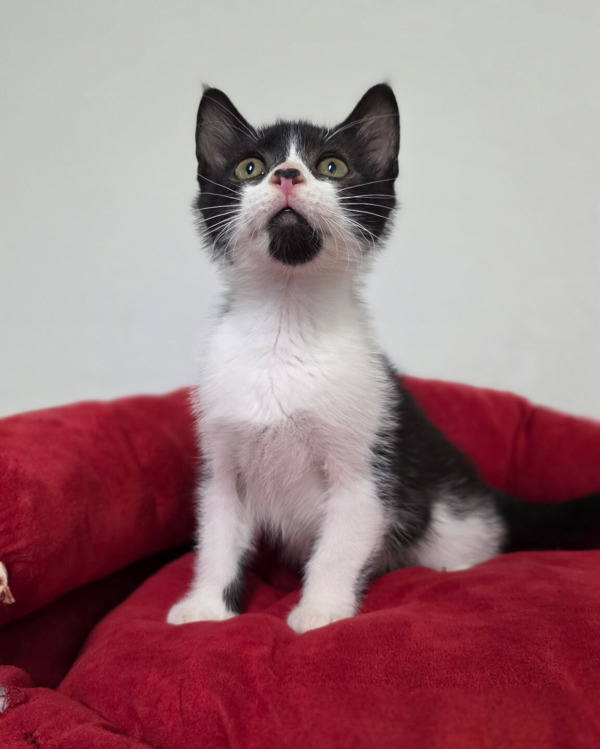 Cadbury