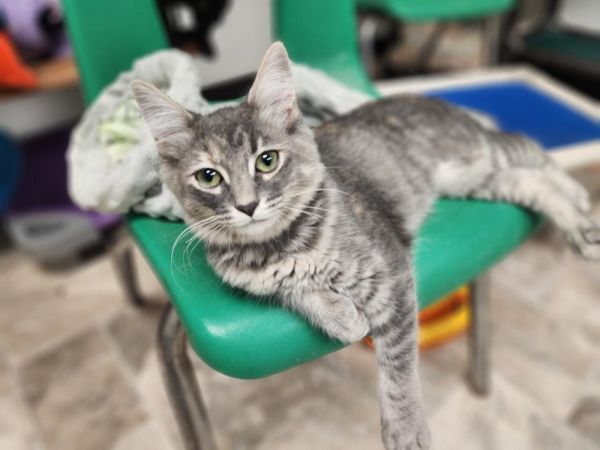 Kitten 26979 (Summer)