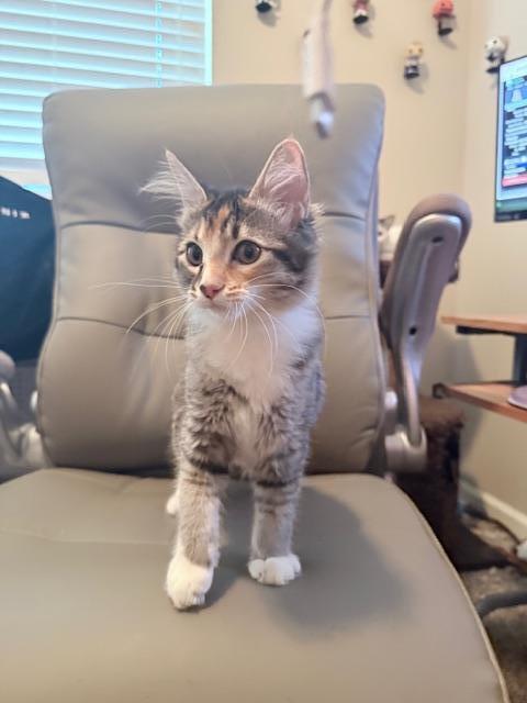 Amaretto