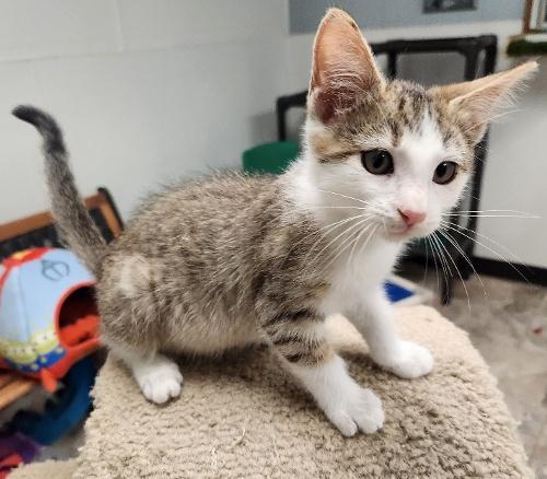 Kitten 27359 (Wendell)
