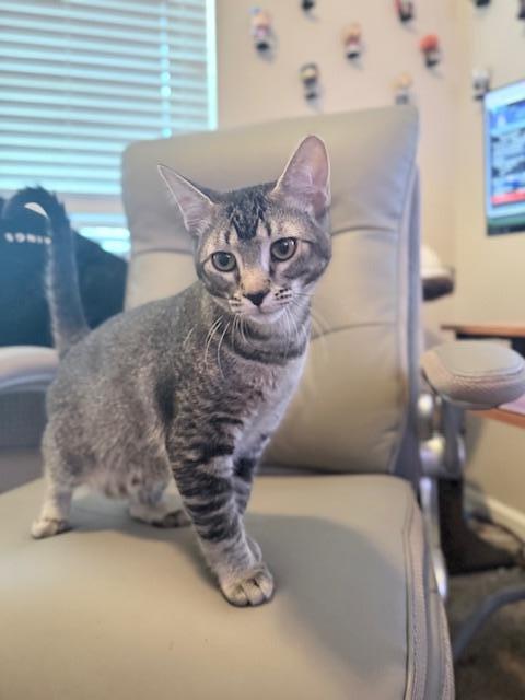 Biscotti