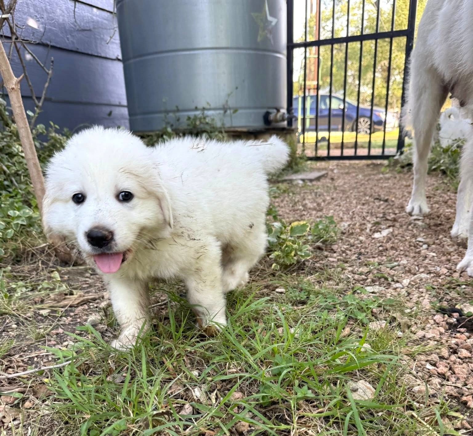 Yoda SAT The Star Wars Litter