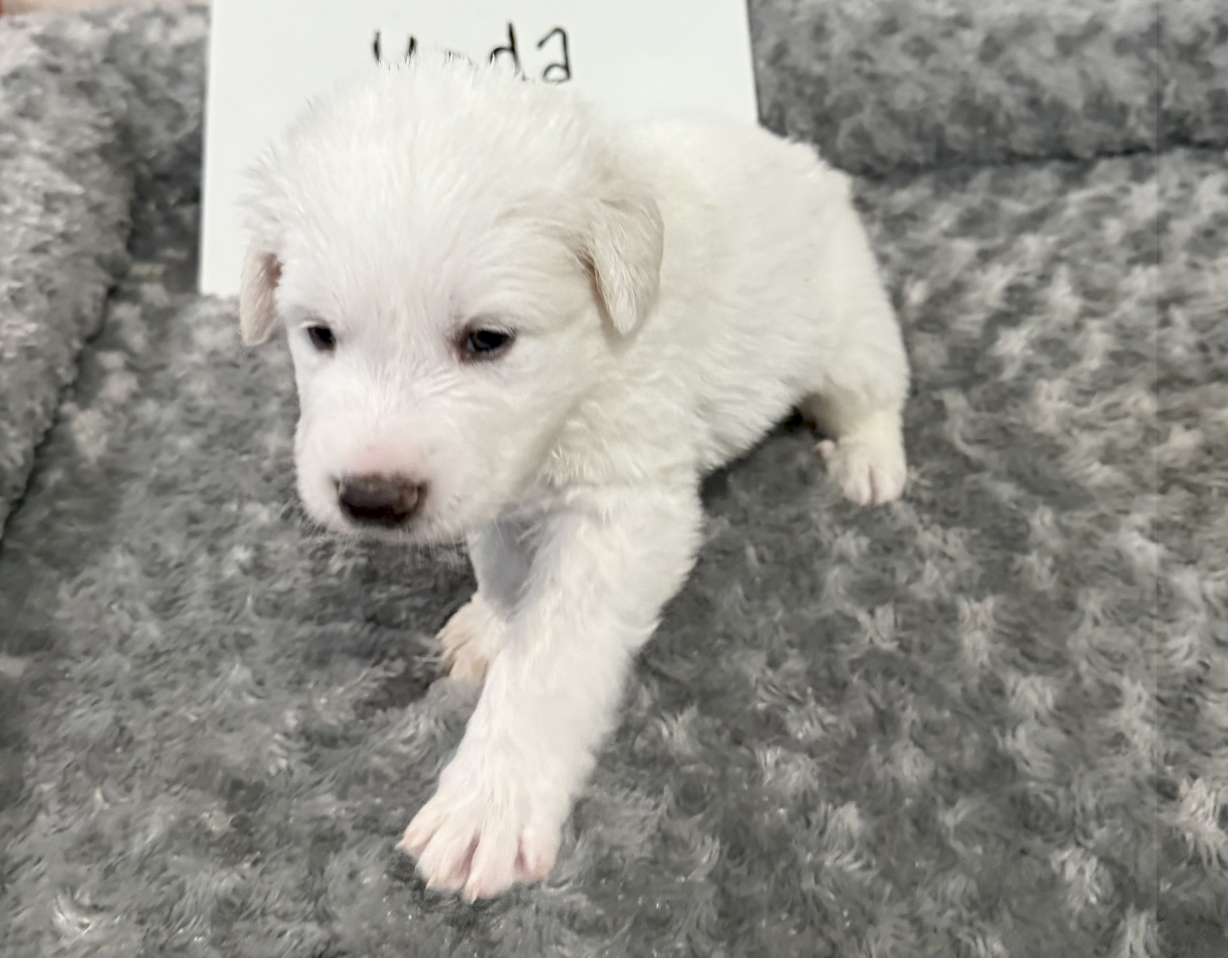 Yoda SAT The Star Wars Litter