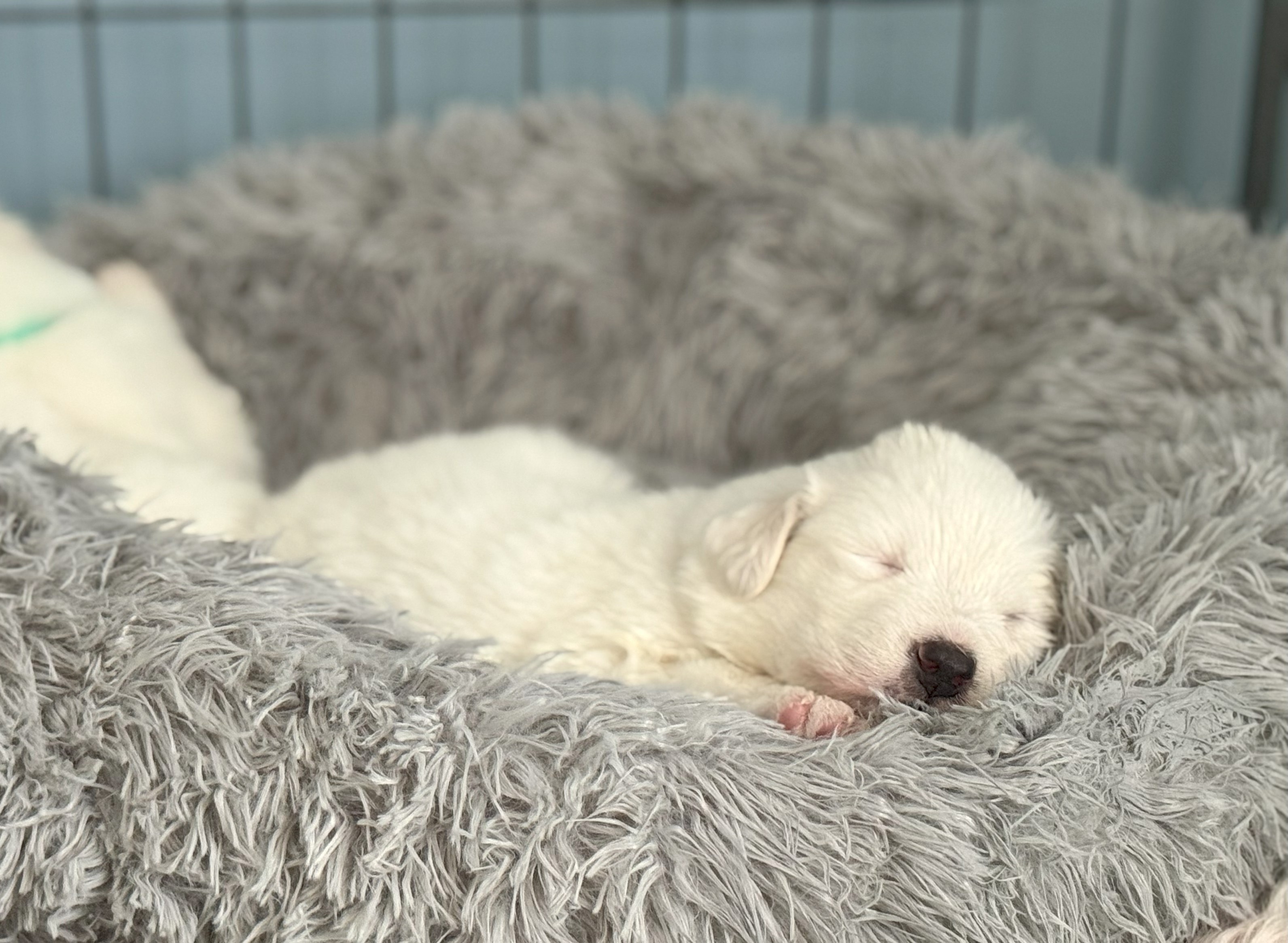Yoda SAT The Star Wars Litter