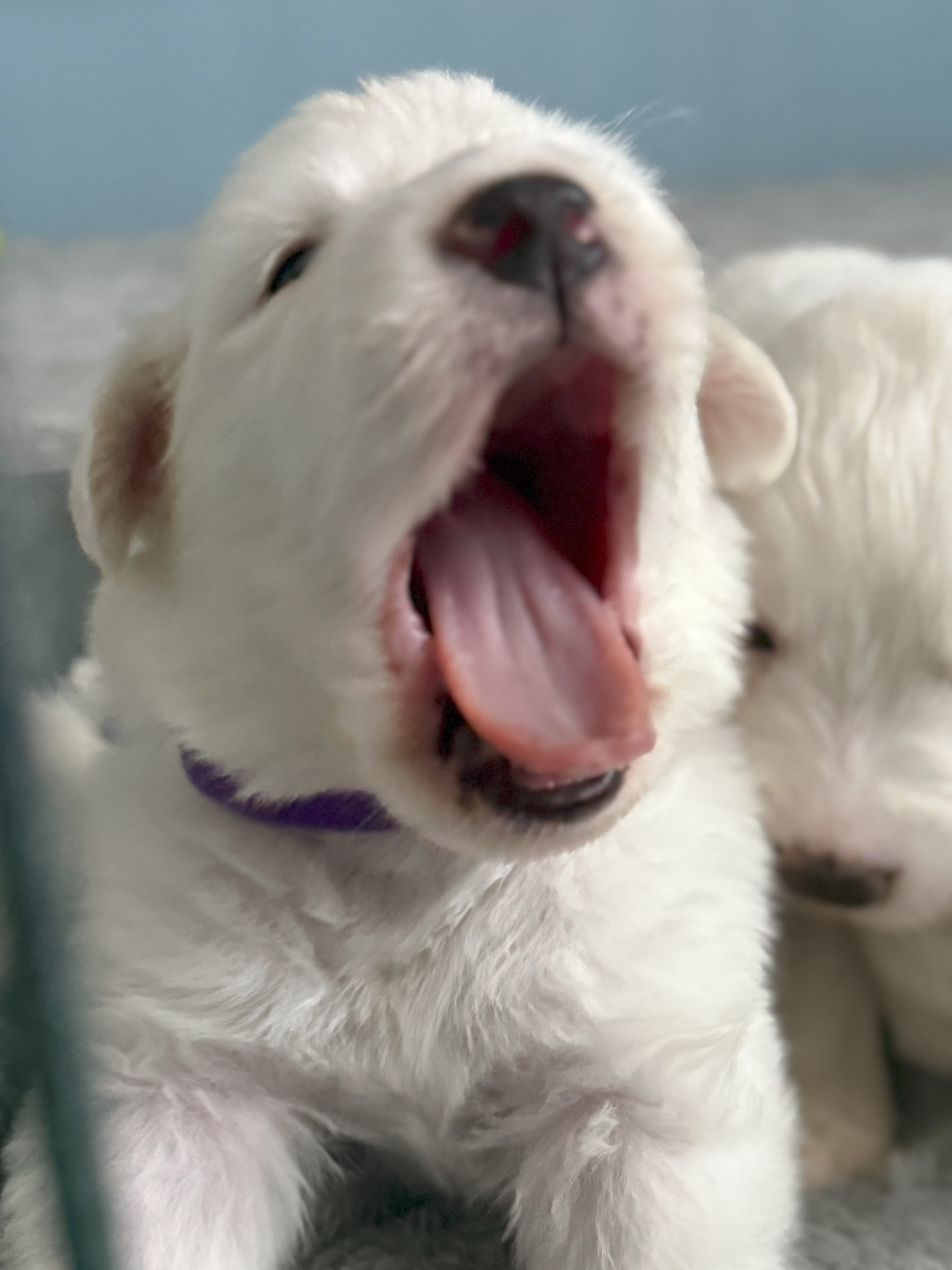 Bo-Katan SAT The Star Wars Litter
