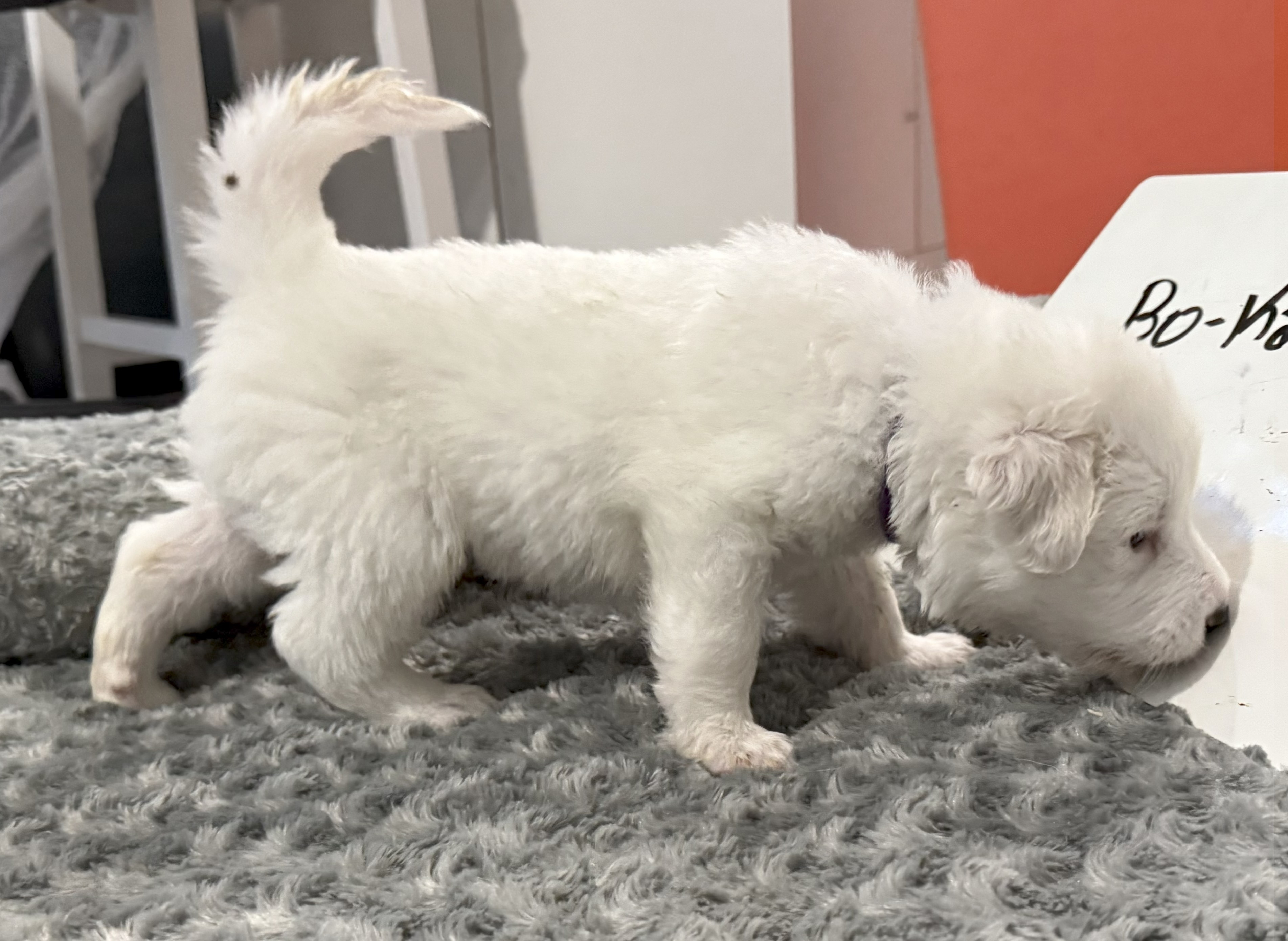 Bo-Katan SAT The Star Wars Litter