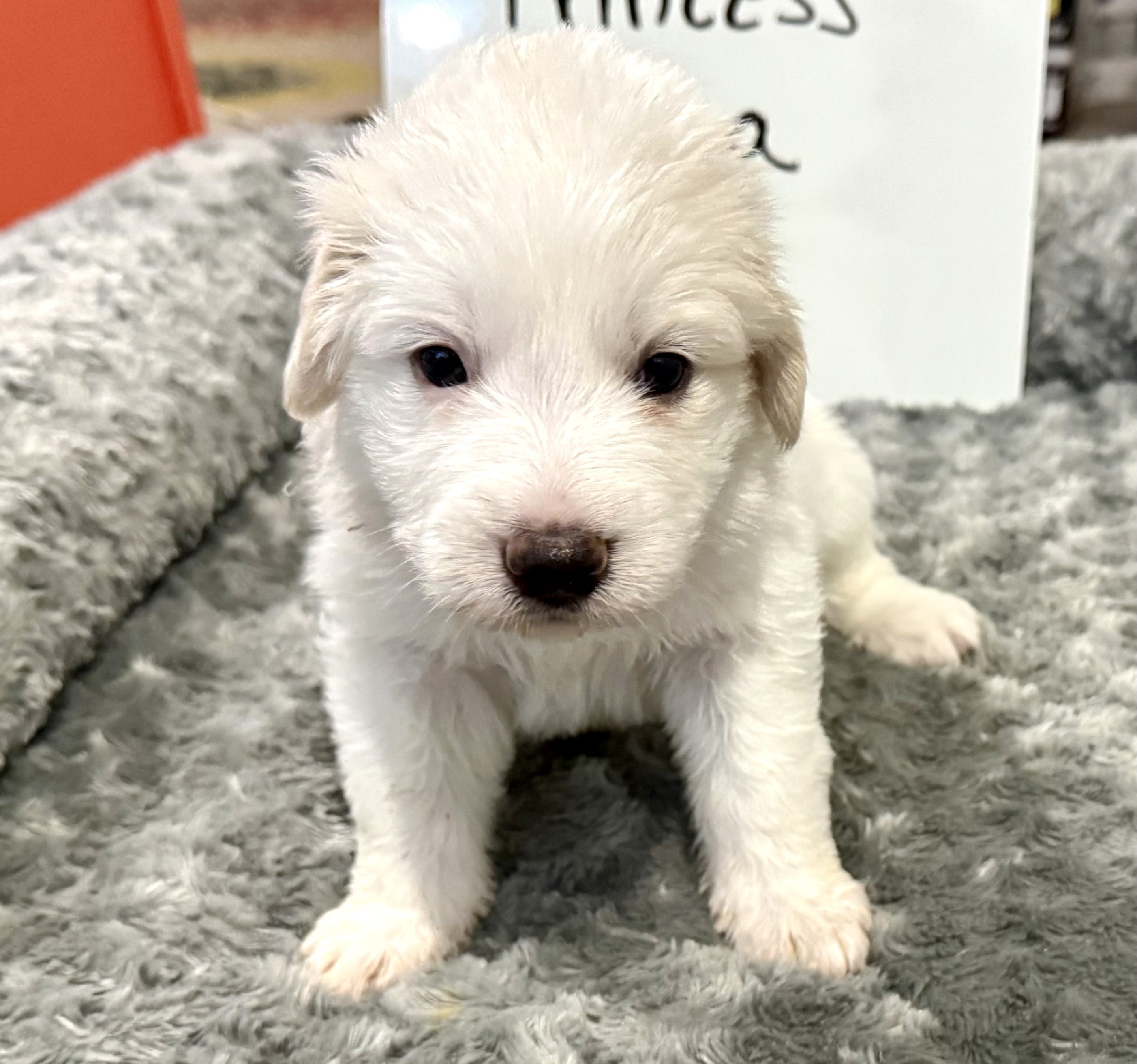 Princess Leia SAT The Star Wars Litter