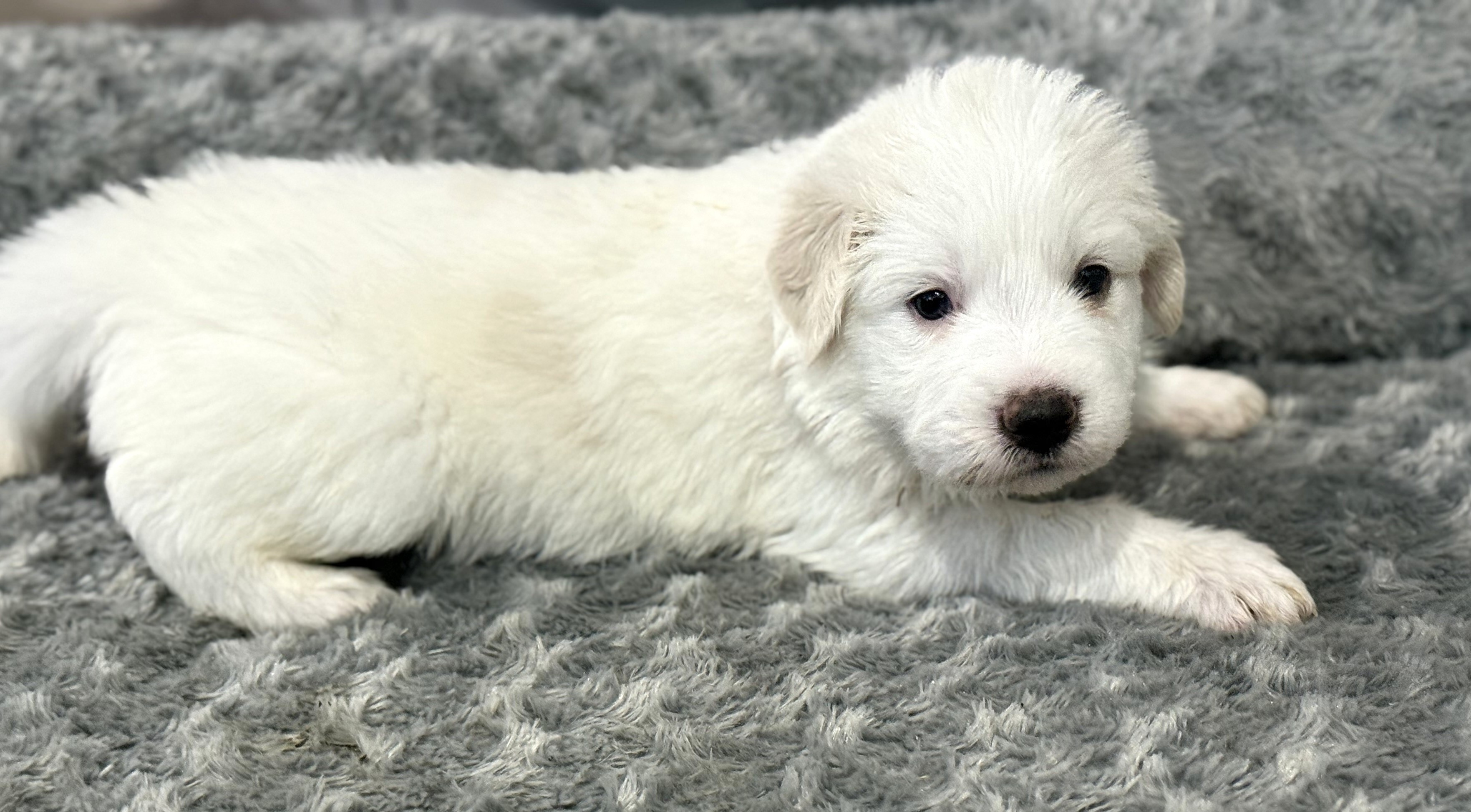 Princess Leia SAT The Star Wars Litter