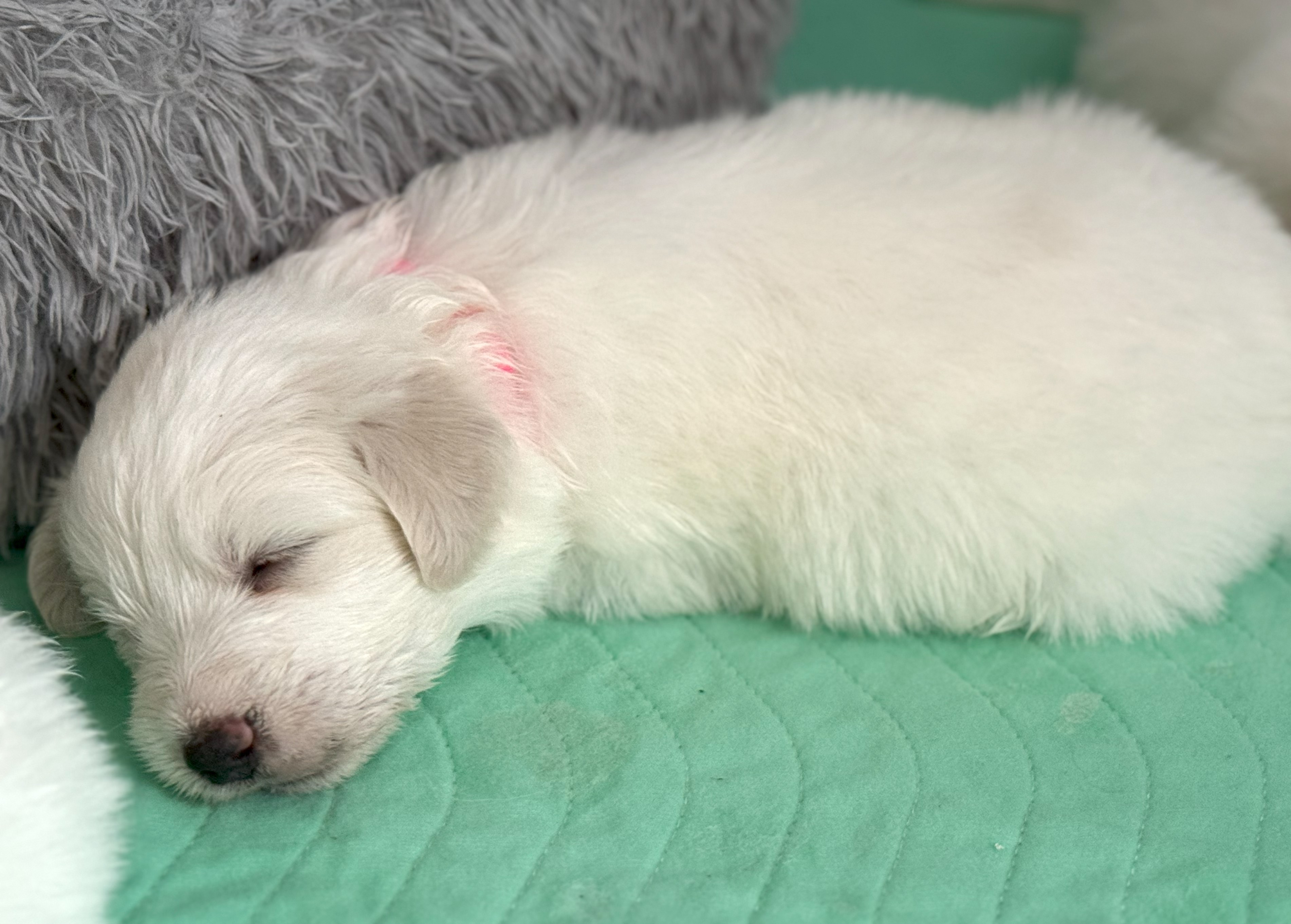 Princess Leia SAT The Star Wars Litter