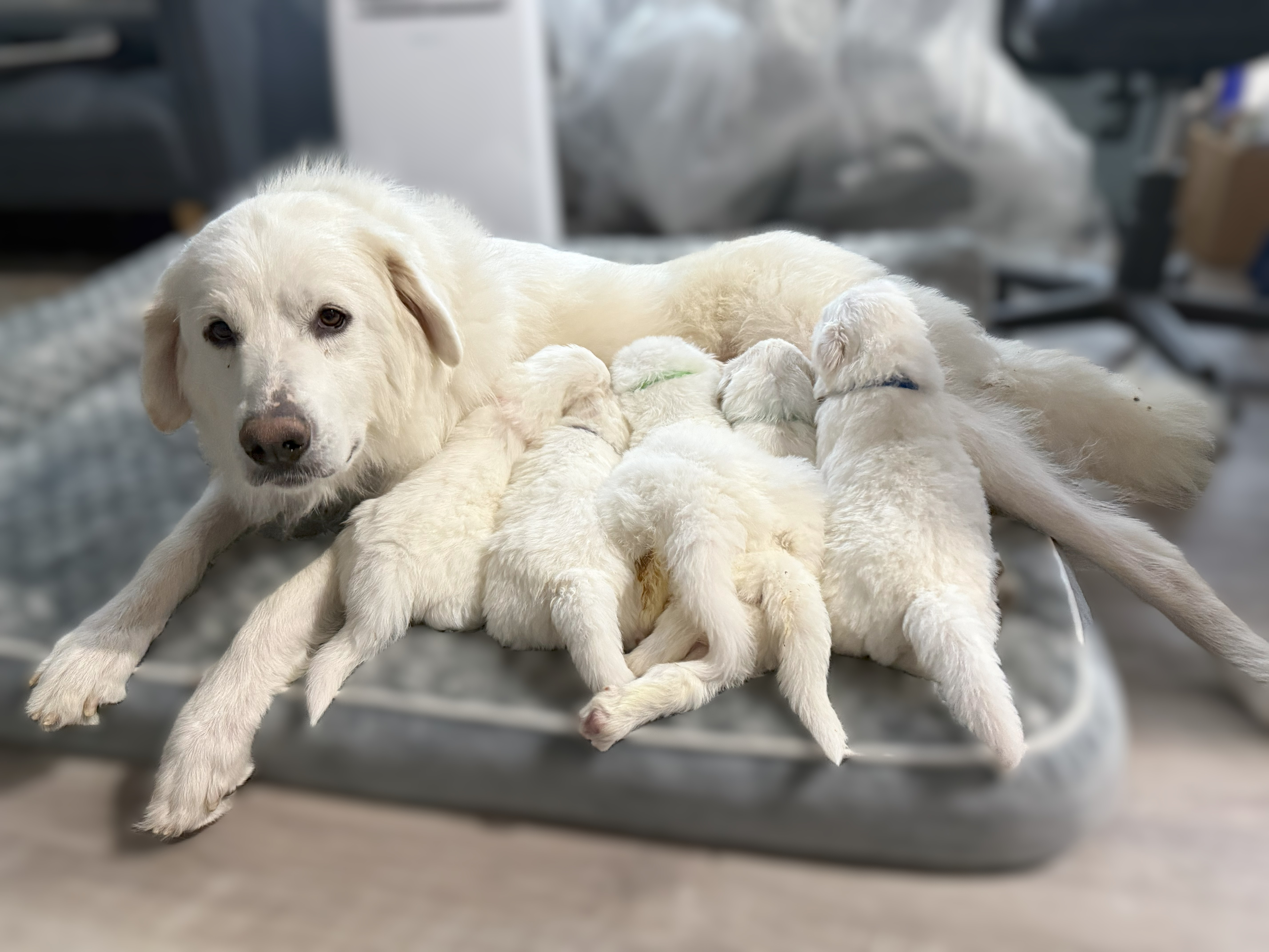 Princess Leia SAT The Star Wars Litter