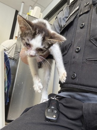Kitten 1