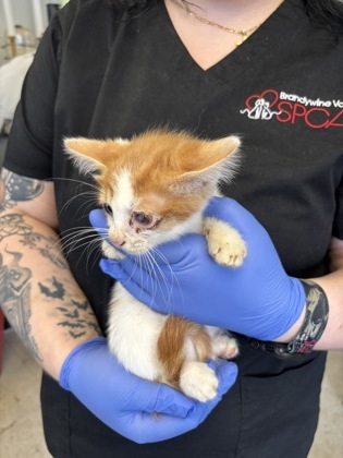 Kitten2