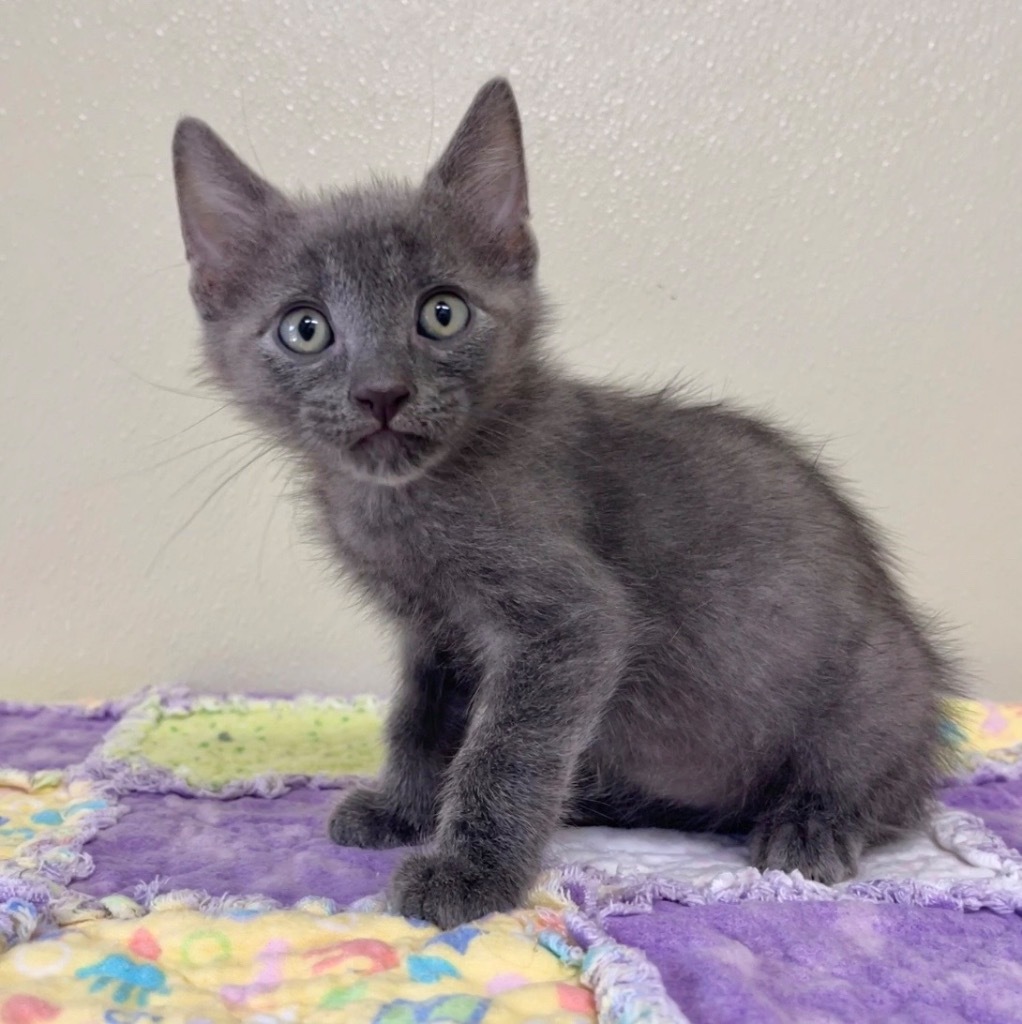 Milo
