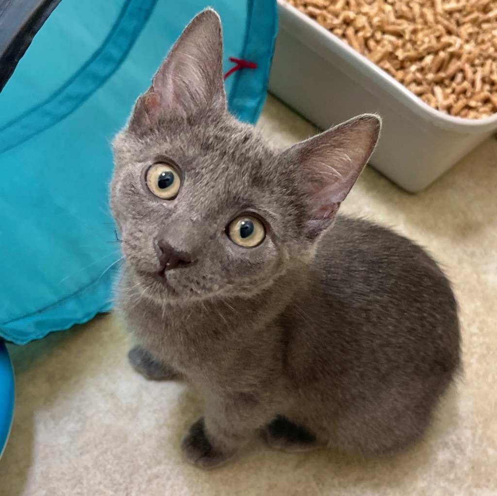 Milo
