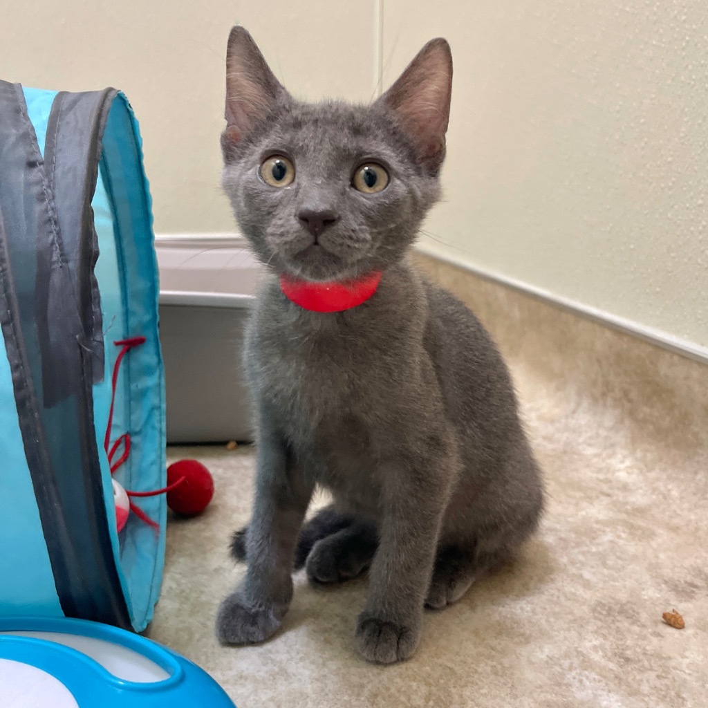 Milo