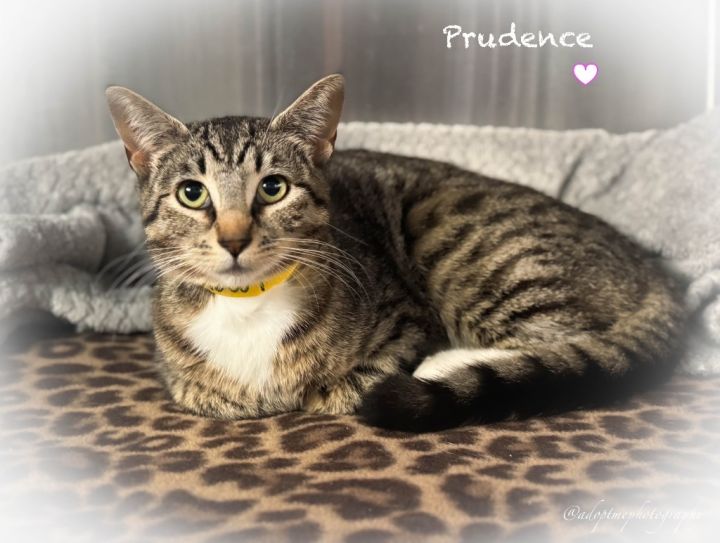 Prudence 2