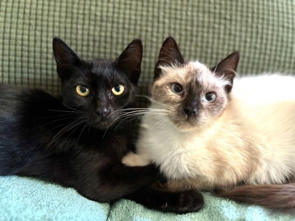 Tabitha / Tessa