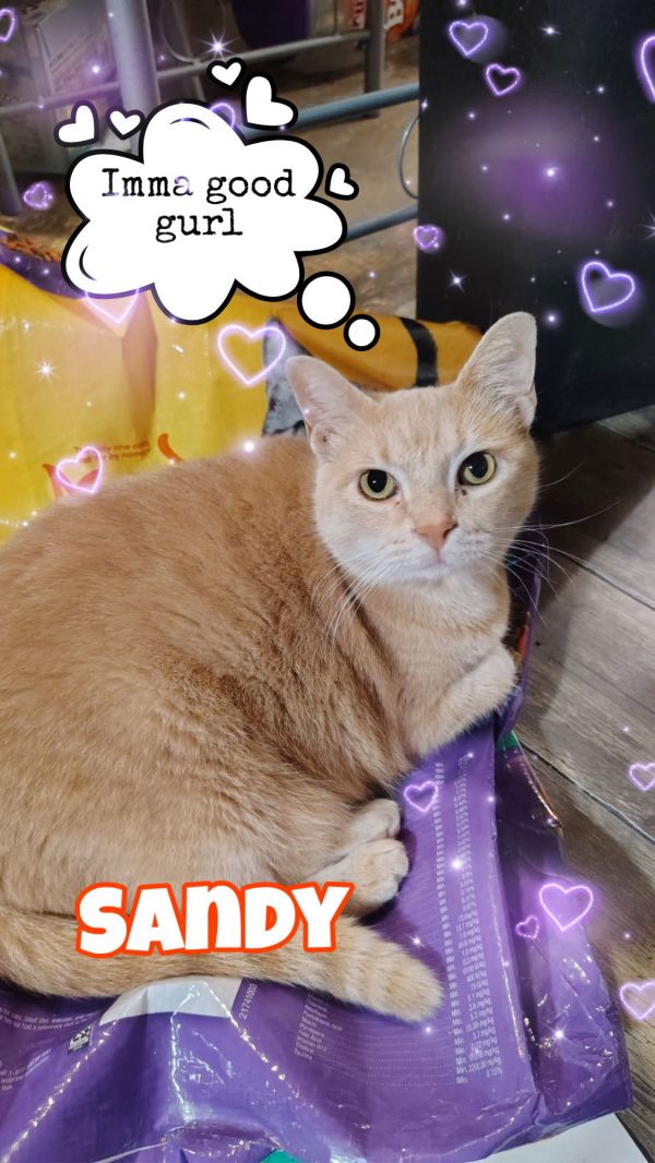 Sandy