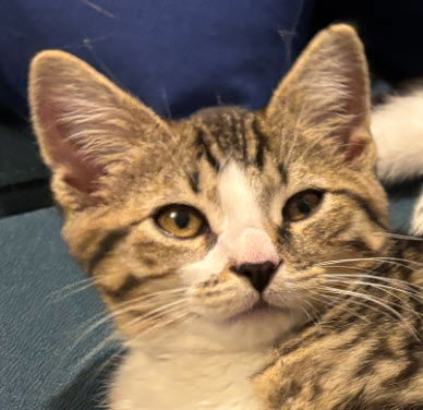 Butterscotch - must adopt with Jesse - polydactyl!