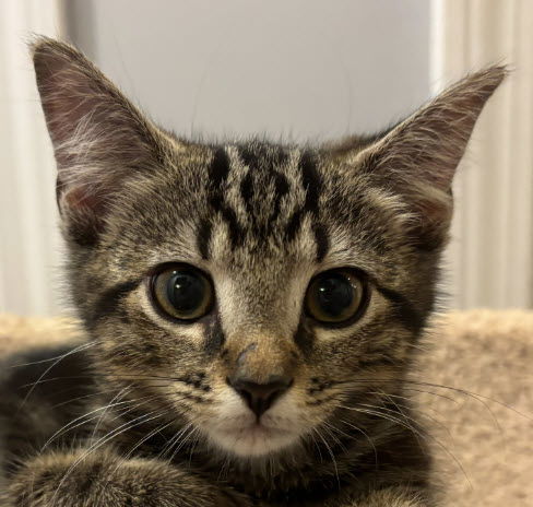 Jesse - must adopt with Butterscotch - polydactyl