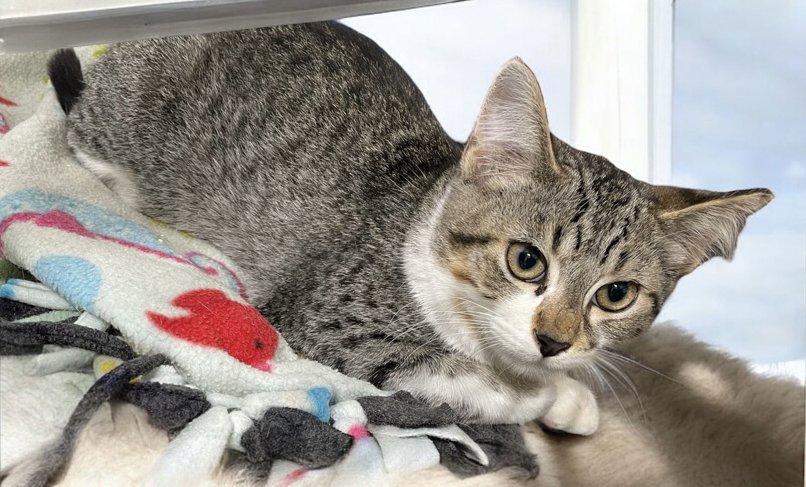 Taffy (bonded pair with Toffee)