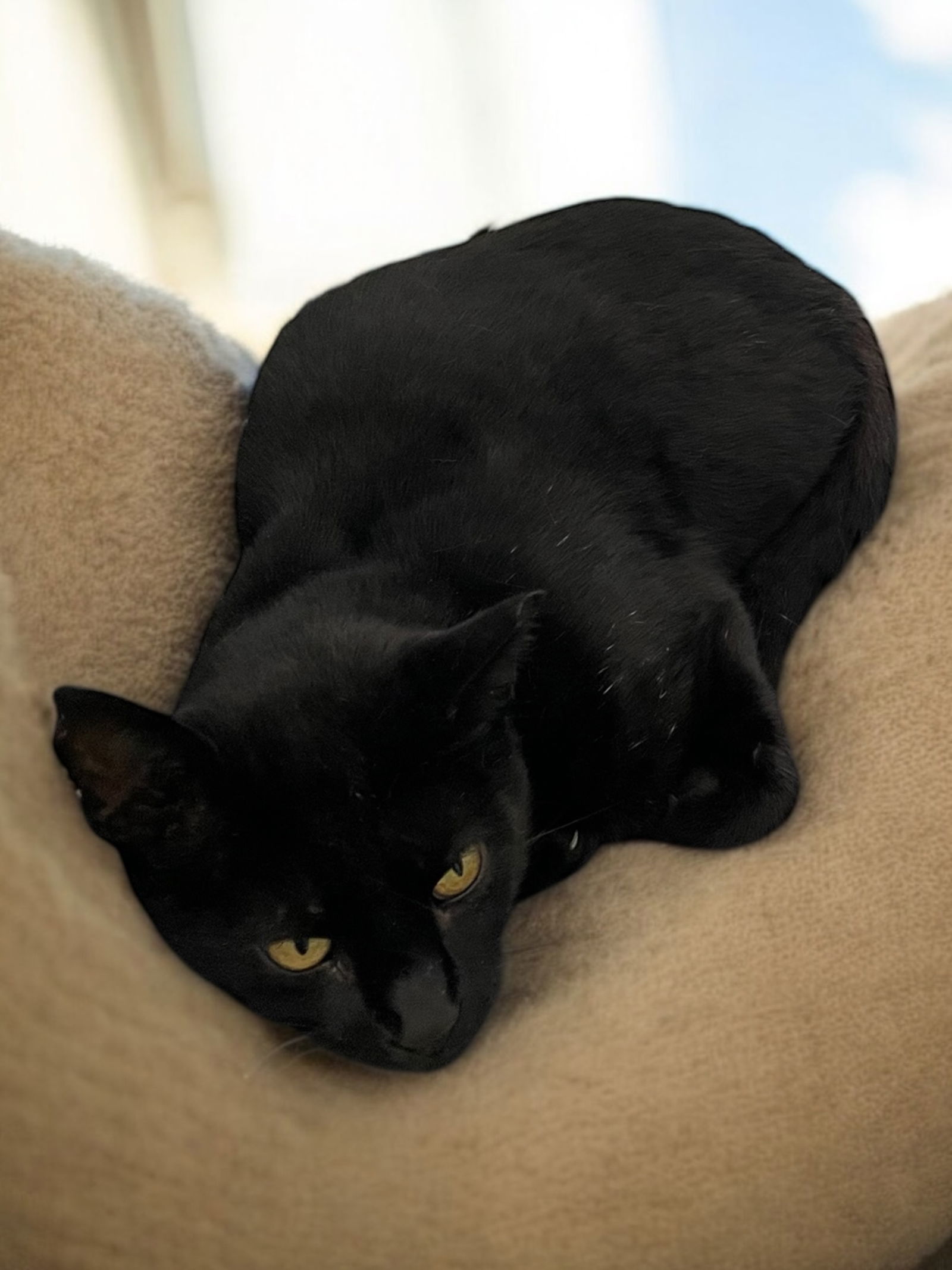 Toffee (bonded pair with Taffy)