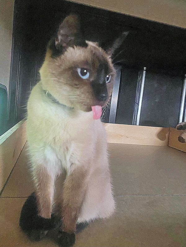ZEPPELIN - Offered by Owner - Young Siamese