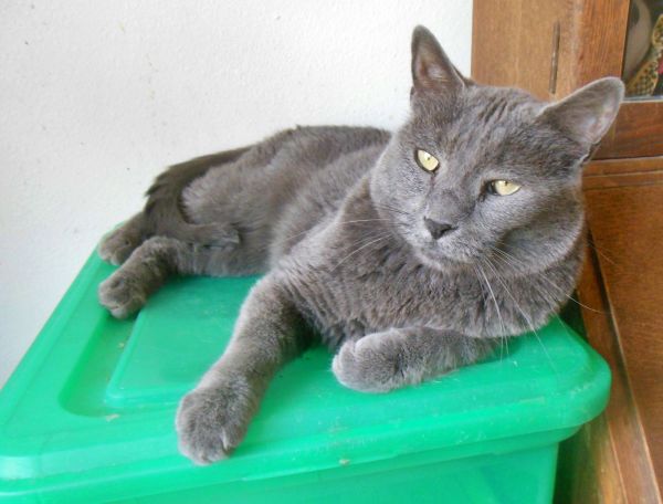 MAUI - Offered by Owner - Older Male