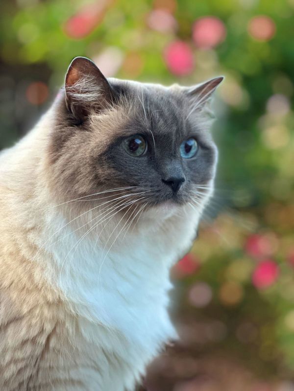 MANJU - Offered by Owner - Purebred Ragdoll