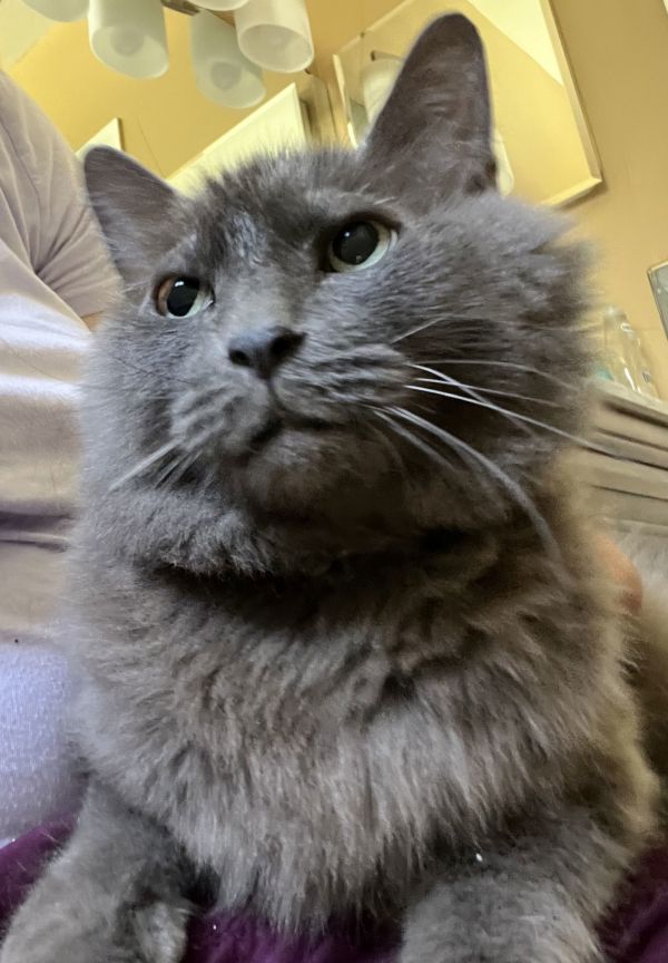 Sterling the teddy bear