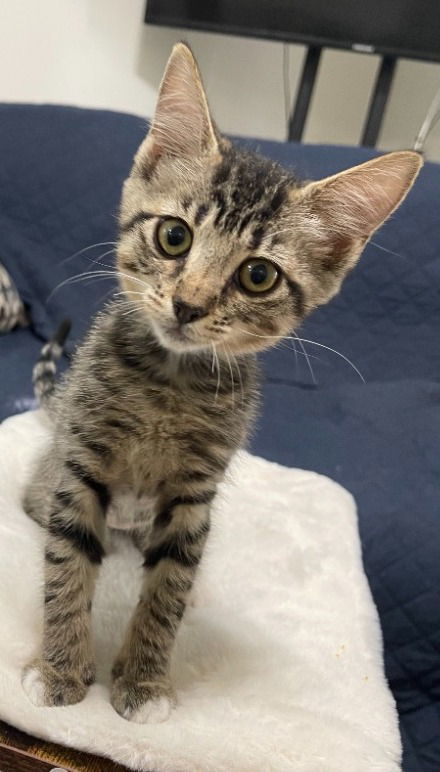 Ziggy