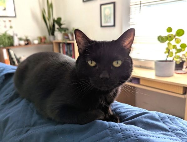 Portia