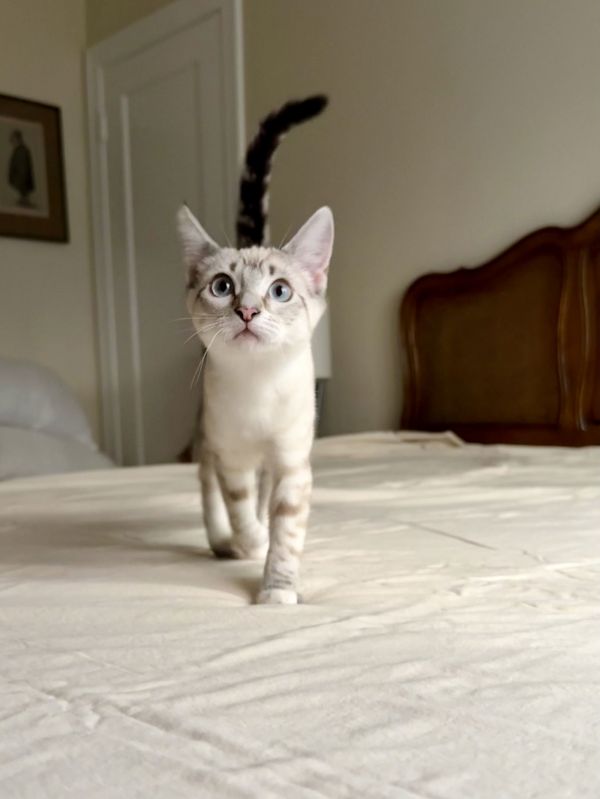 Theodosia (bonded with Eliza)