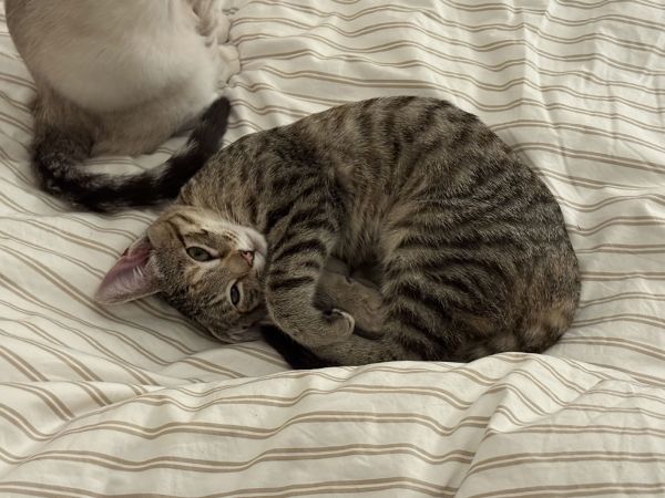 Eliza (bonded with Theodosia)