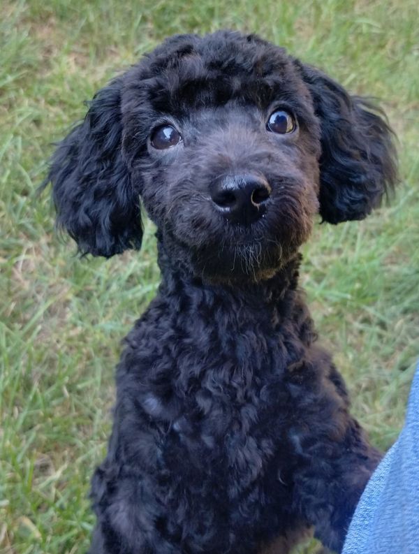 Frankie