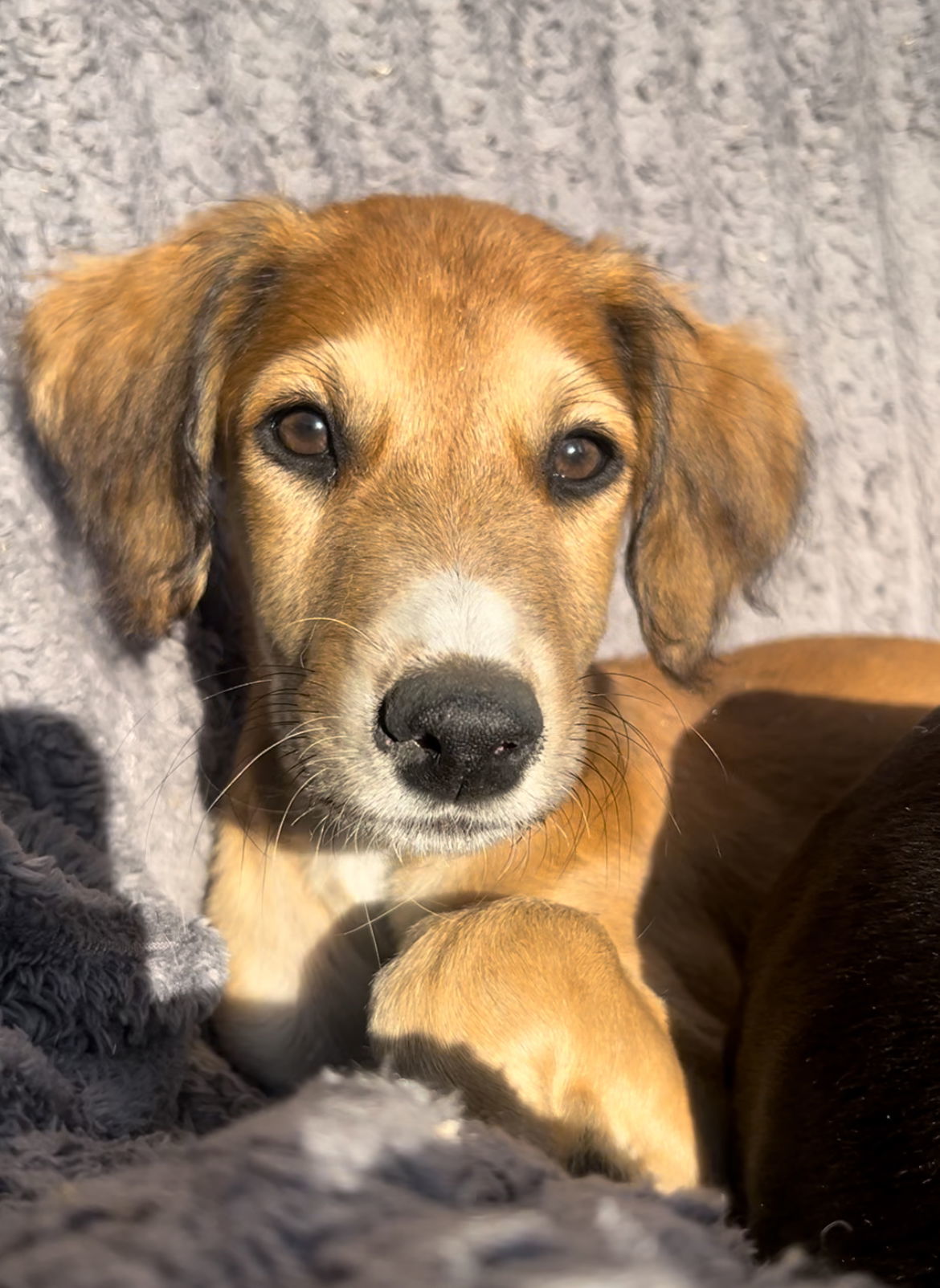 Echo, an adoptable Greyhound in Laramie, WY, 82073 | Photo Image 1