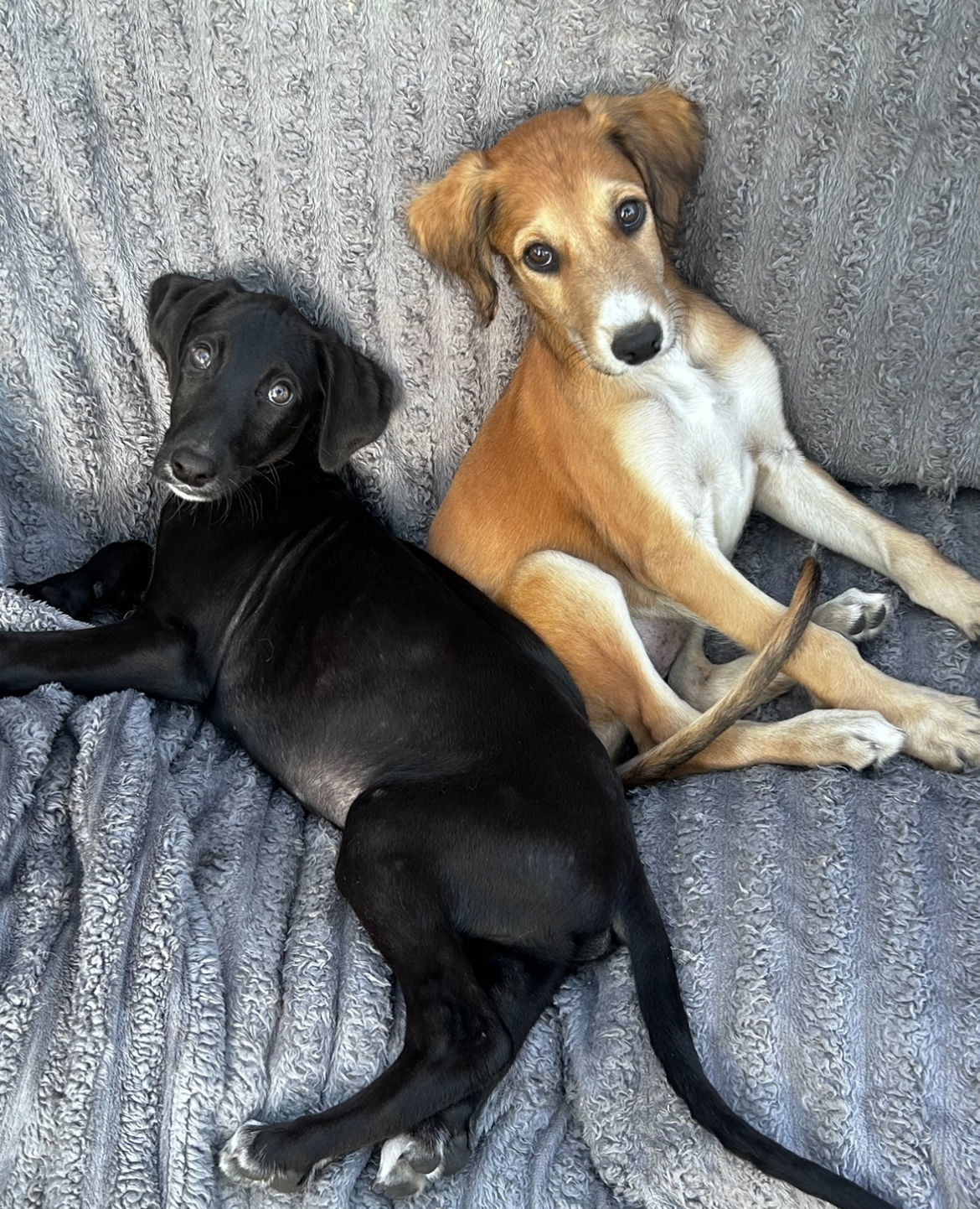 Echo, an adoptable Greyhound in Laramie, WY, 82073 | Photo Image 2