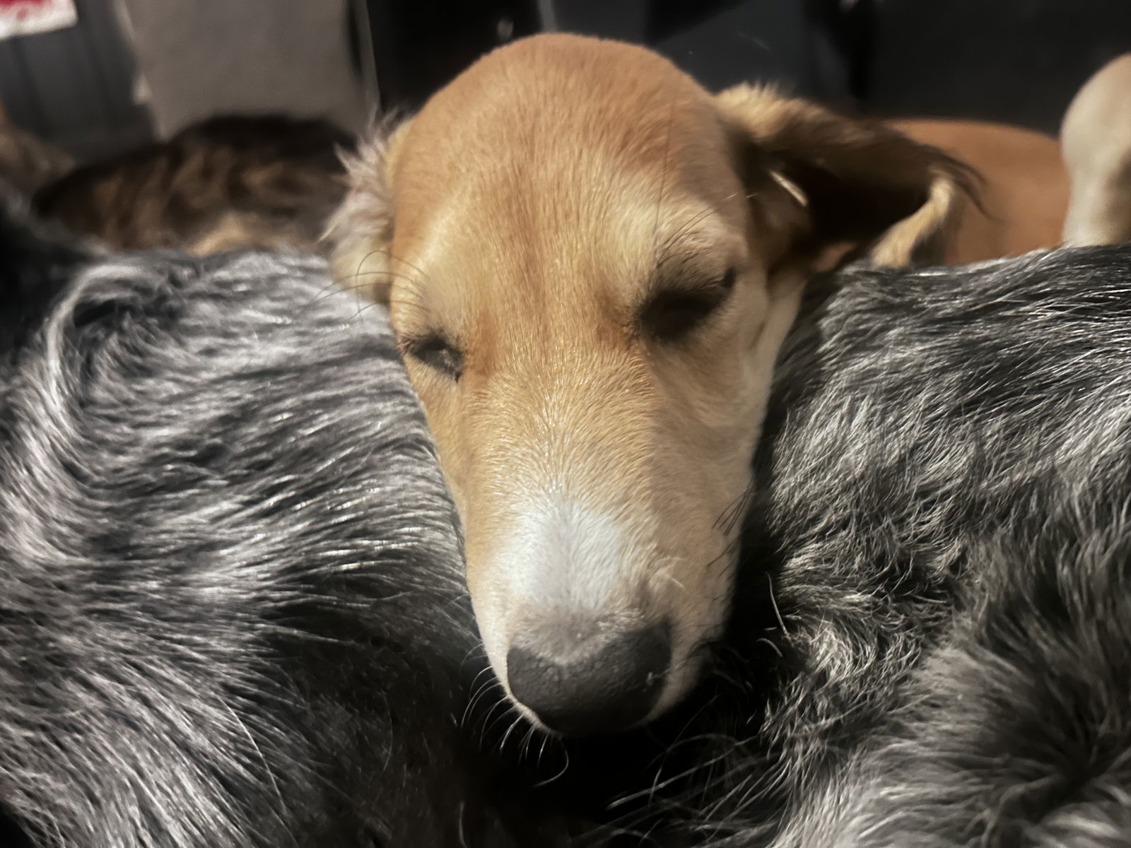 Echo, an adoptable Greyhound in Laramie, WY, 82073 | Photo Image 3