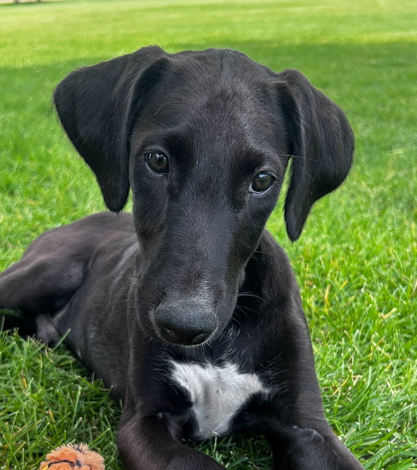 Twist, an adoptable Greyhound in Laramie, WY, 82073 | Photo Image 1