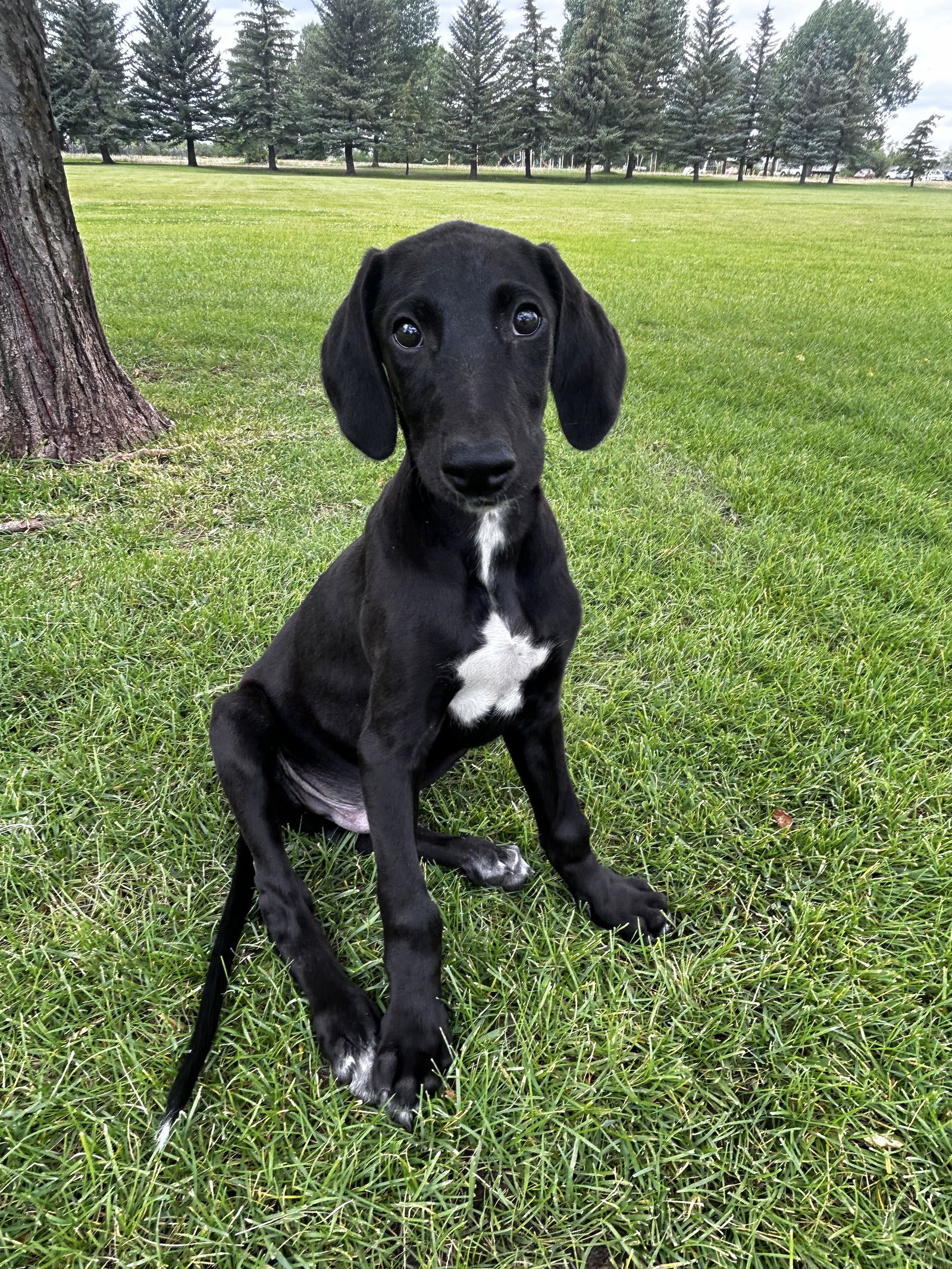 Twist, an adoptable Greyhound in Laramie, WY, 82073 | Photo Image 2