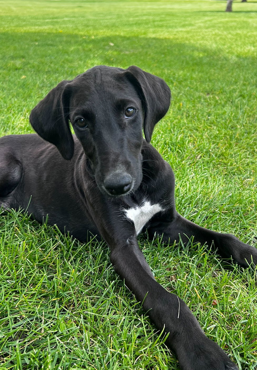 Zephyr, an adoptable Greyhound in Laramie, WY, 82073 | Photo Image 1